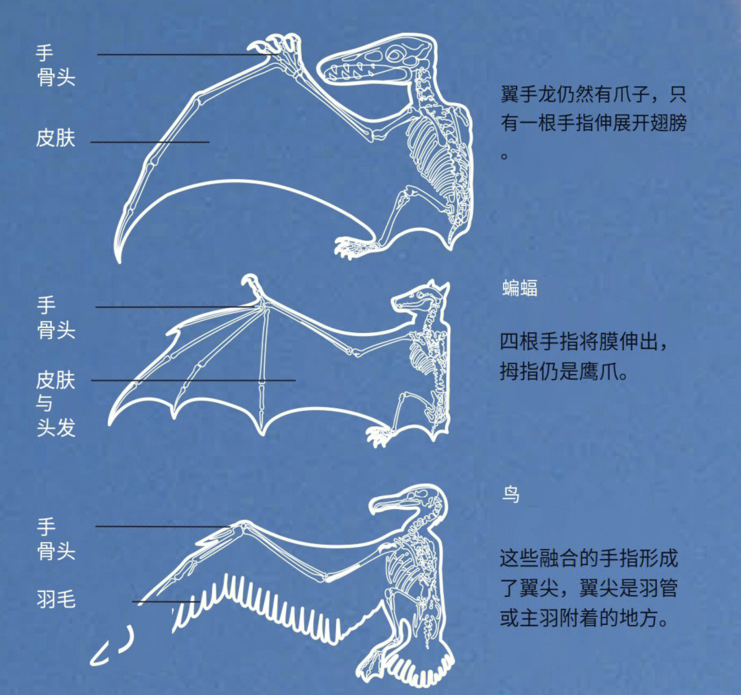 蝙蝠的翅膀怎么画?图片