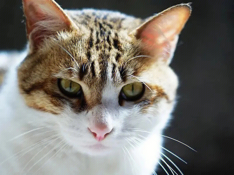 四川简州猫猫耳朵图片