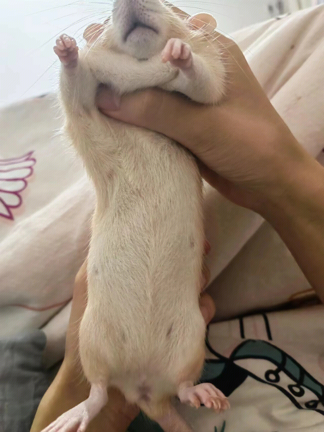 求助花枝鼠这样是怀孕了吗