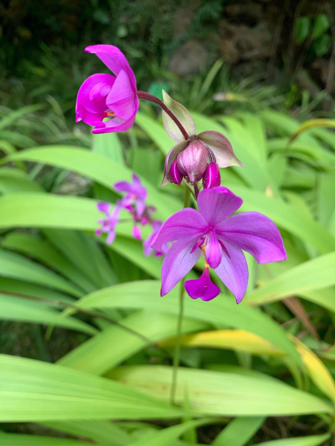 奇花异草