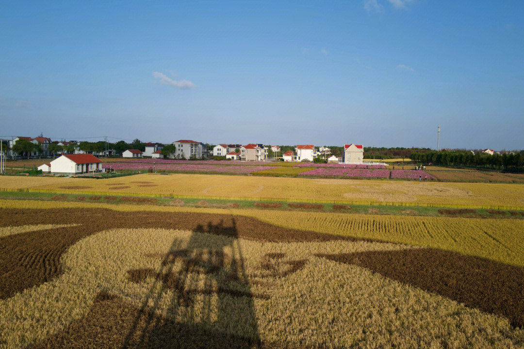 横沙岛管委会图片