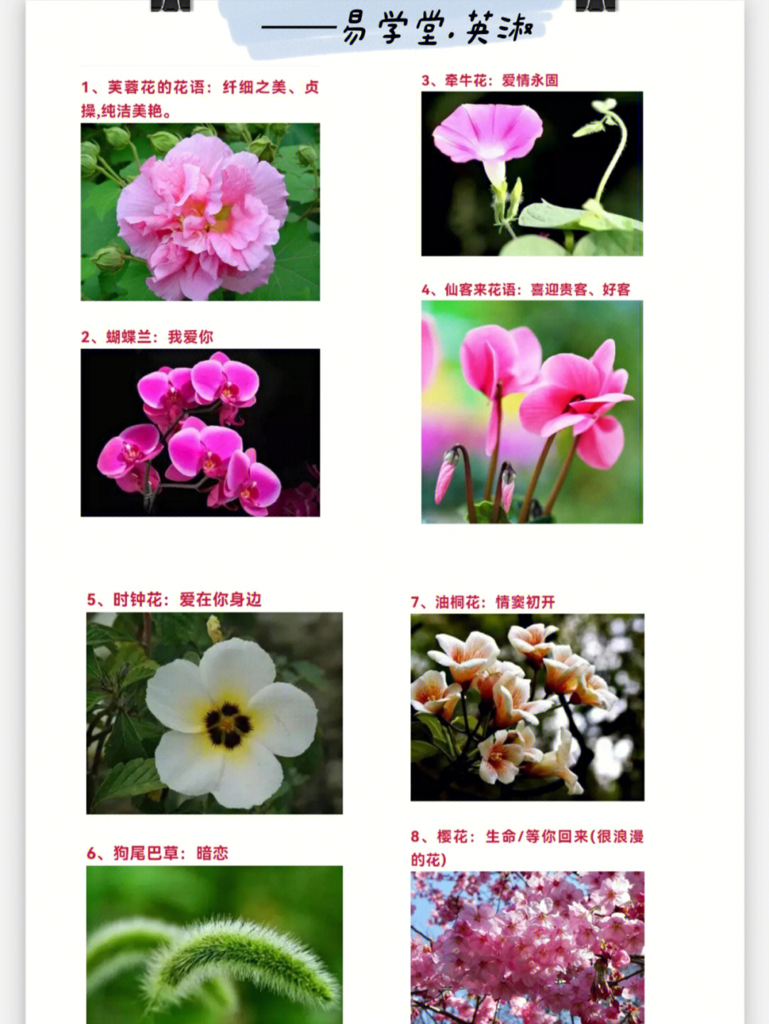 多花素馨花语图片