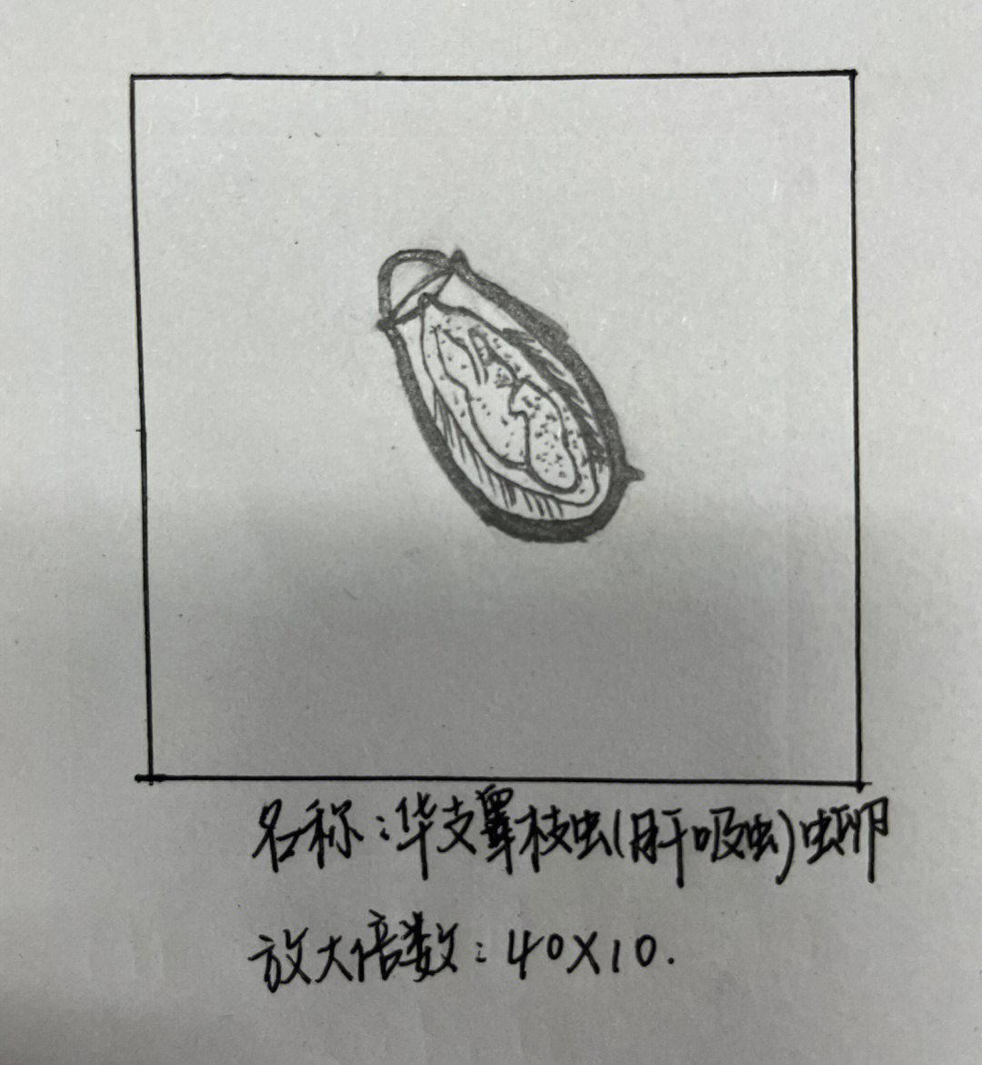 绦虫卵手绘图作业图片