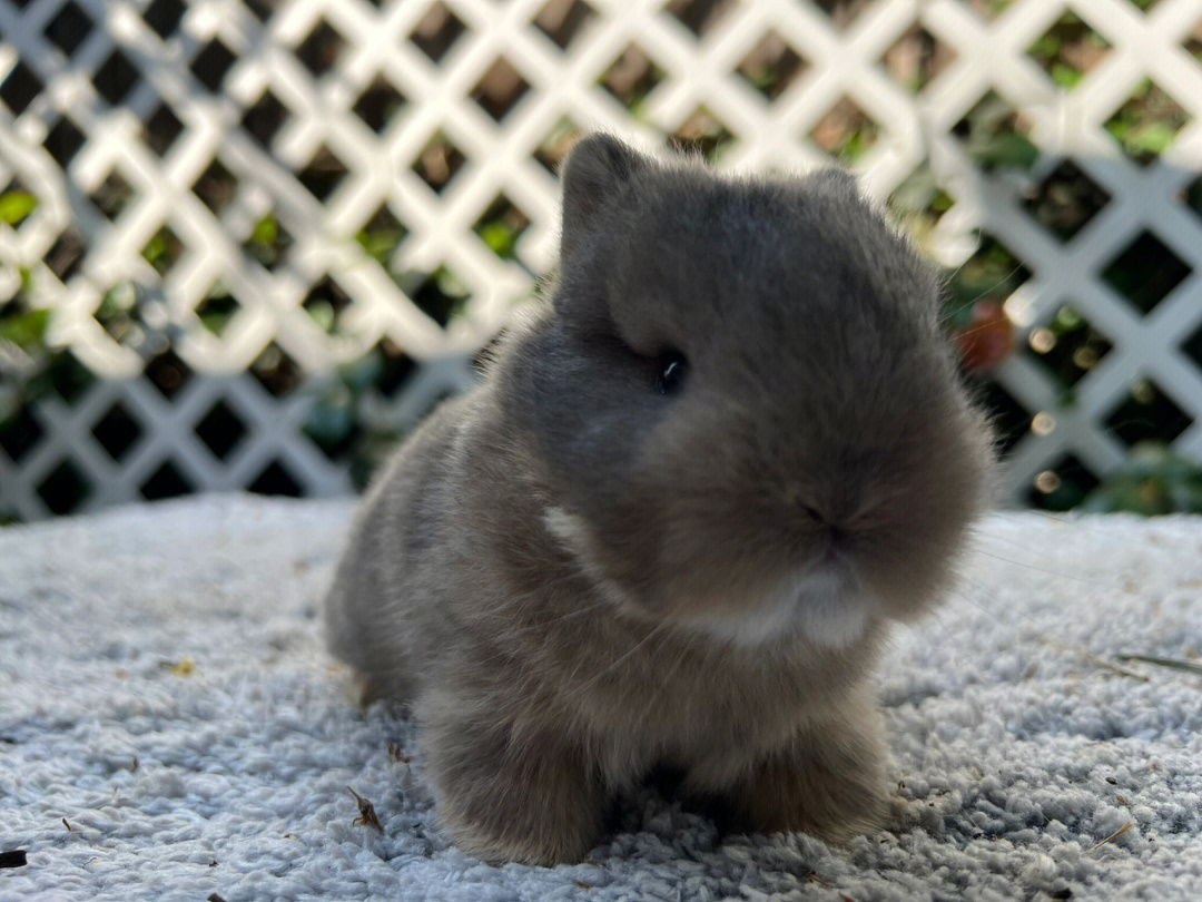 侏儒兔品种图片