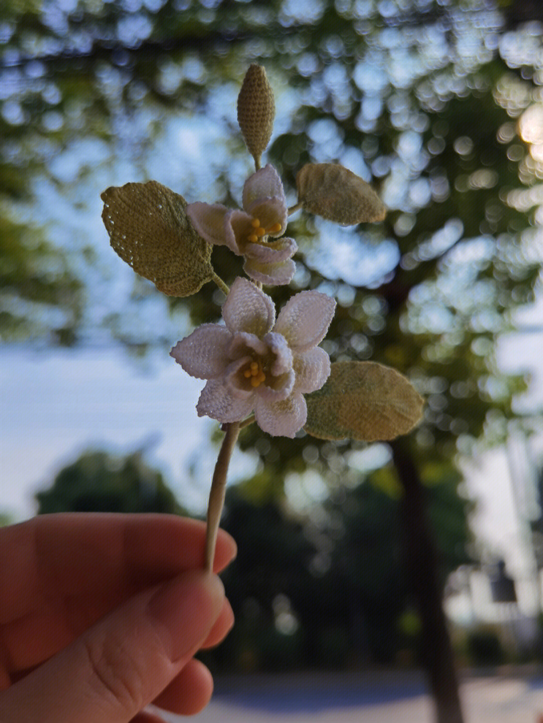 深山含笑花语图片