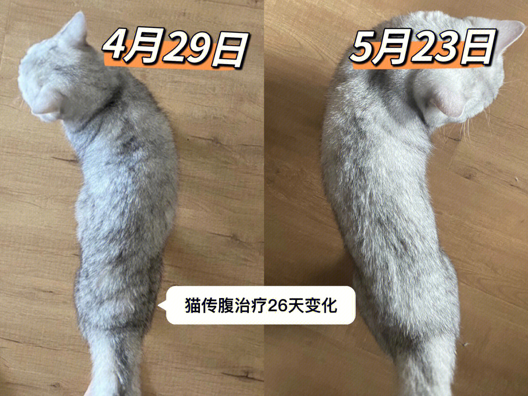 猫传腹治疗26天变化