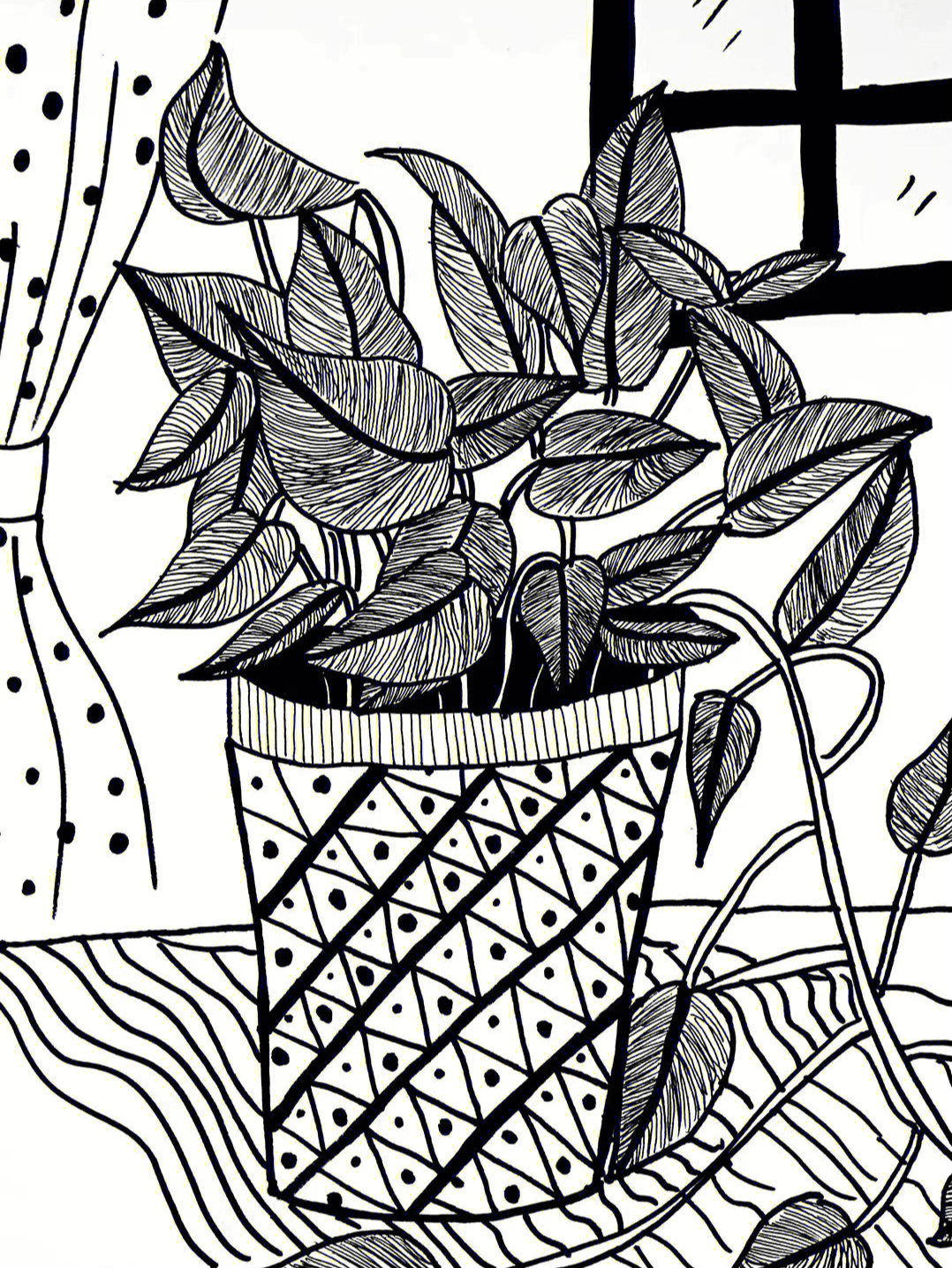 植物写生线描画绿萝图片