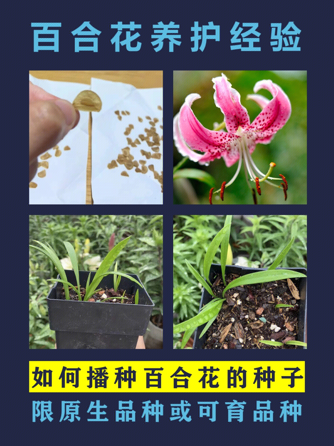 常见花种子图片及名称图片