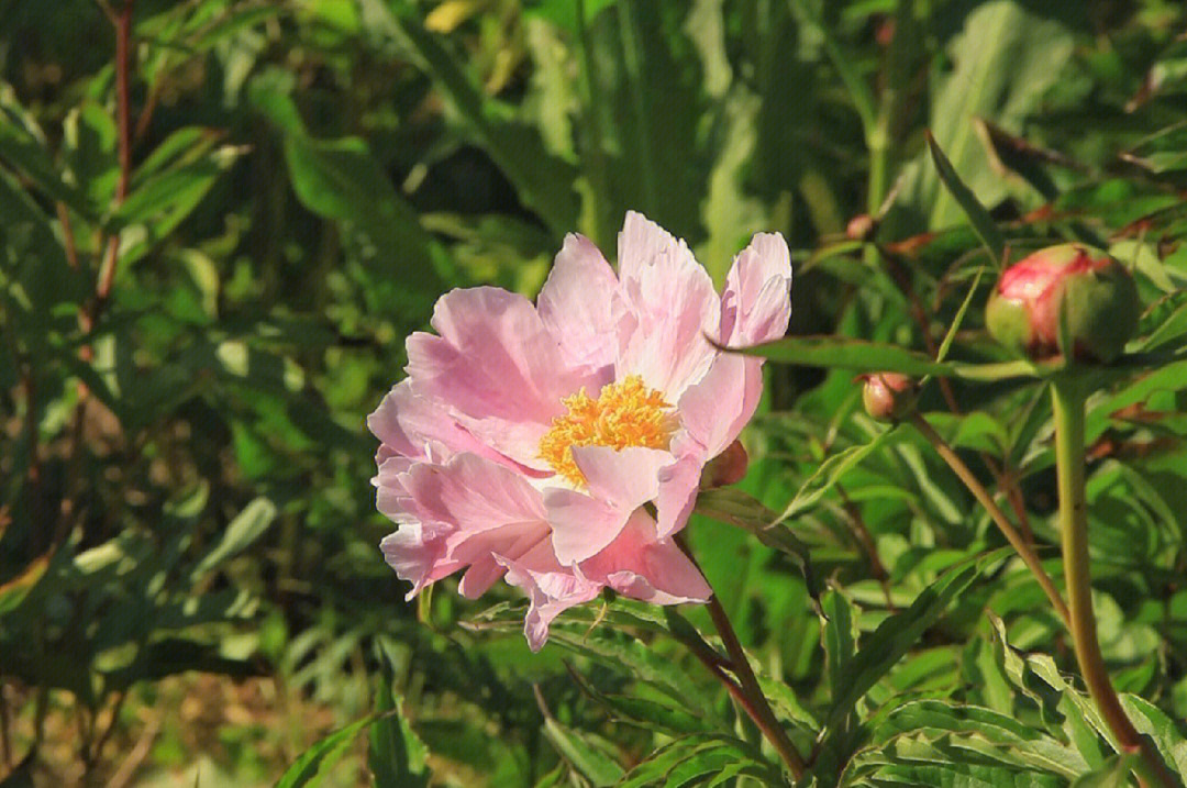 黑河芍药花海花香溢满欢乐农家小院