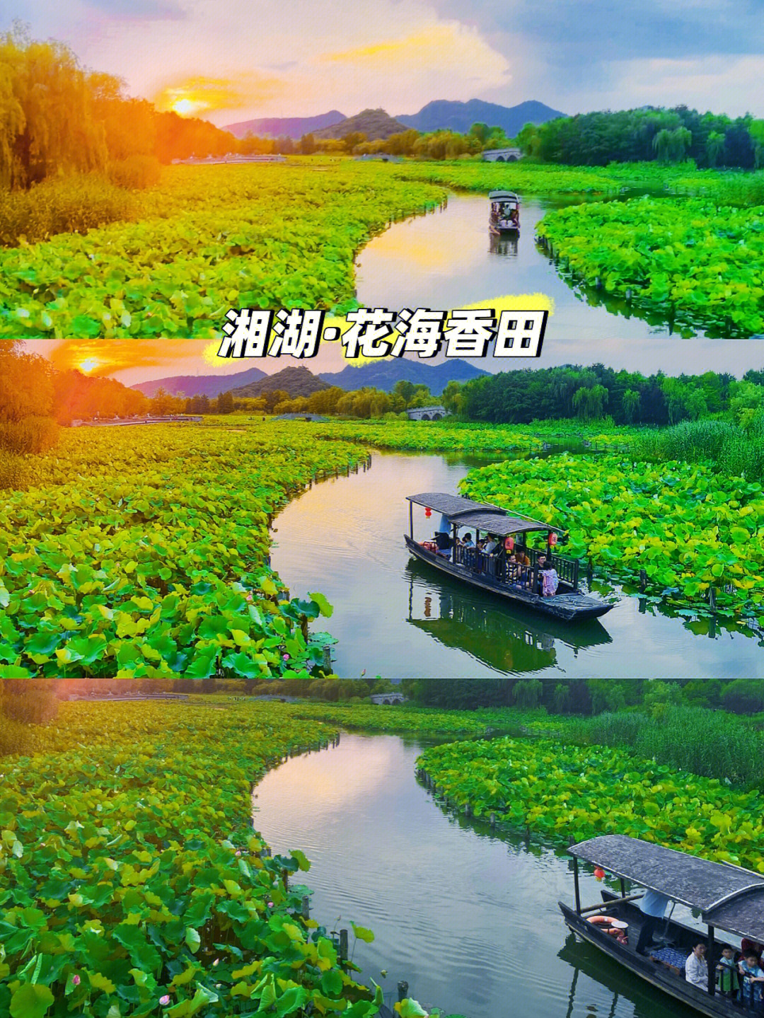 湘湖花海香田花期表图片