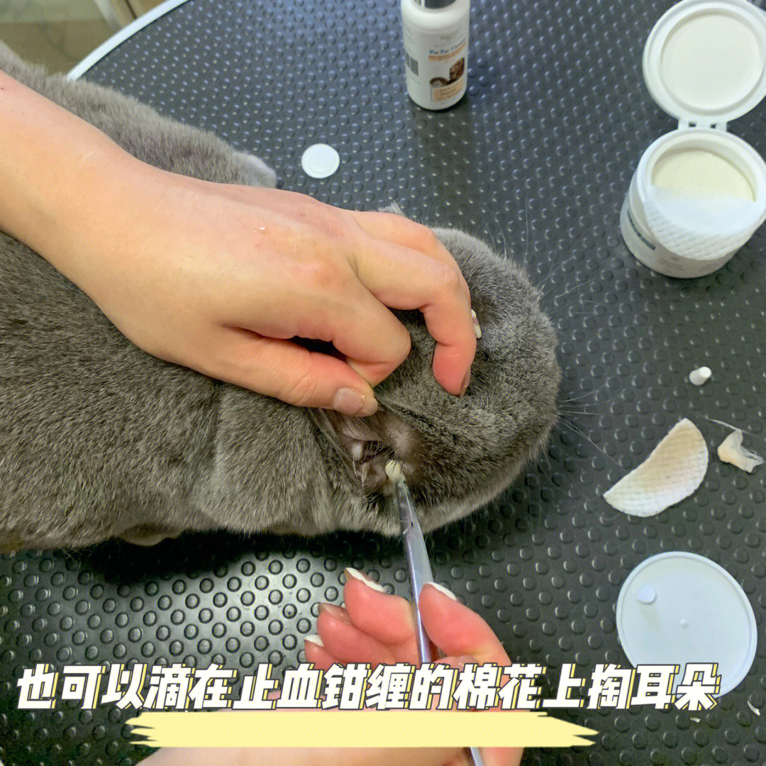 怎么给猫掏耳朵图解图片