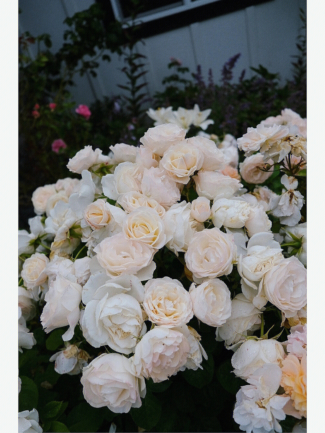 珠海白玫瑰花园图片