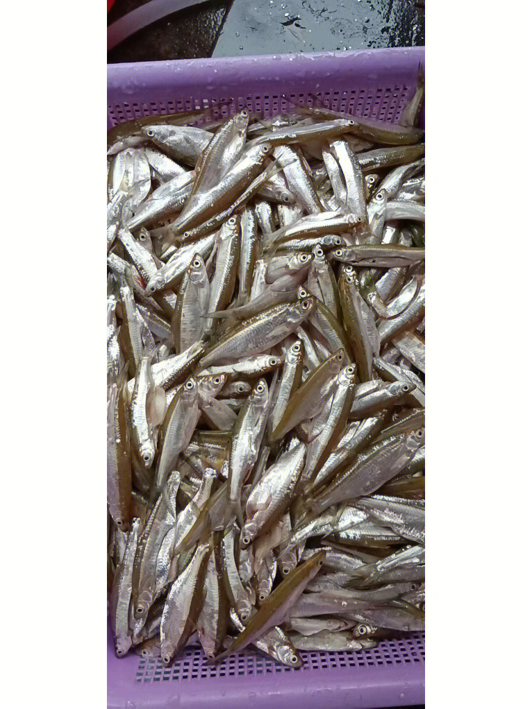 每天在北江河打捞的蓝刀鱼,十分新鲜,是既美味又营养