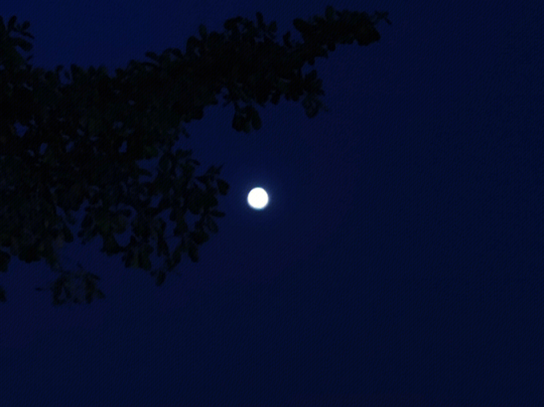 朗润园月亮图片