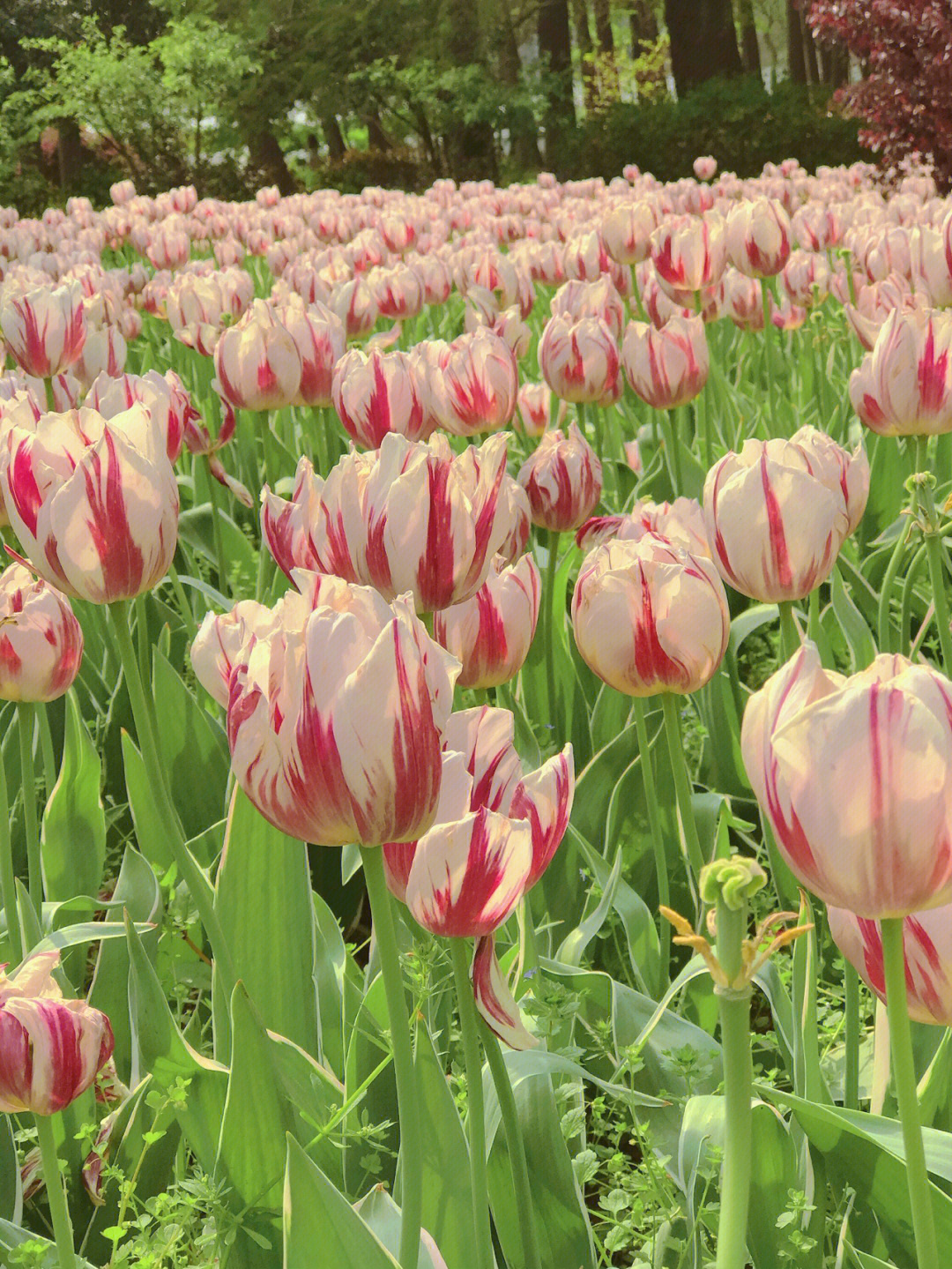 郁金香花海南京三月赏花