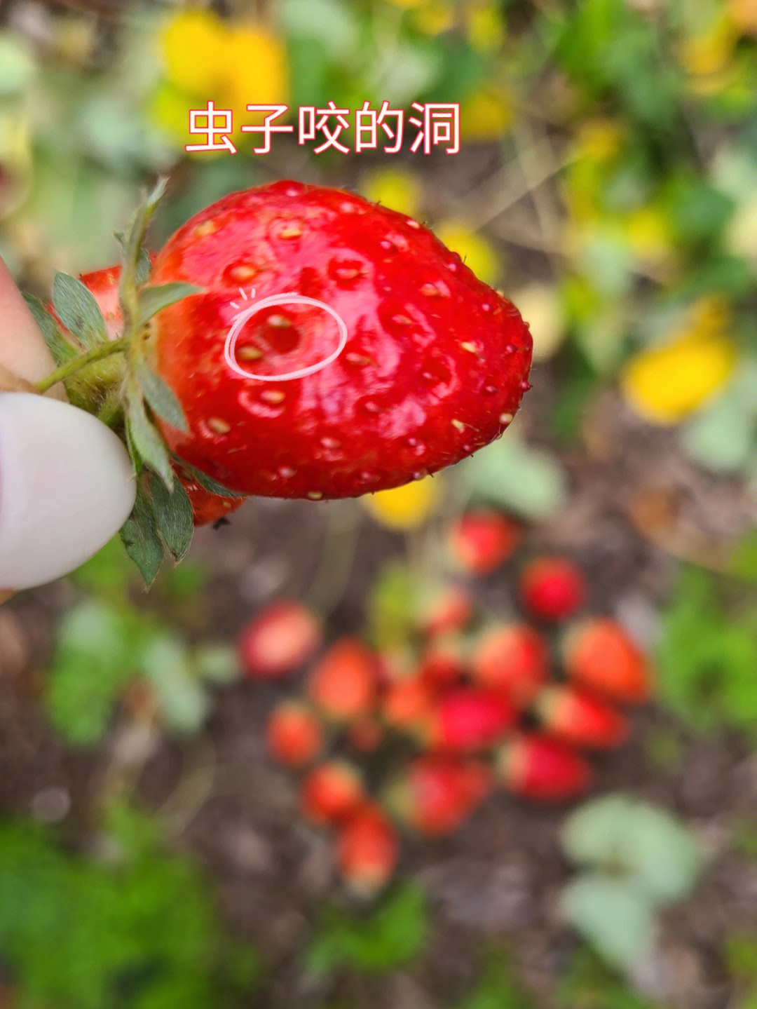 地栽草莓如何防虫