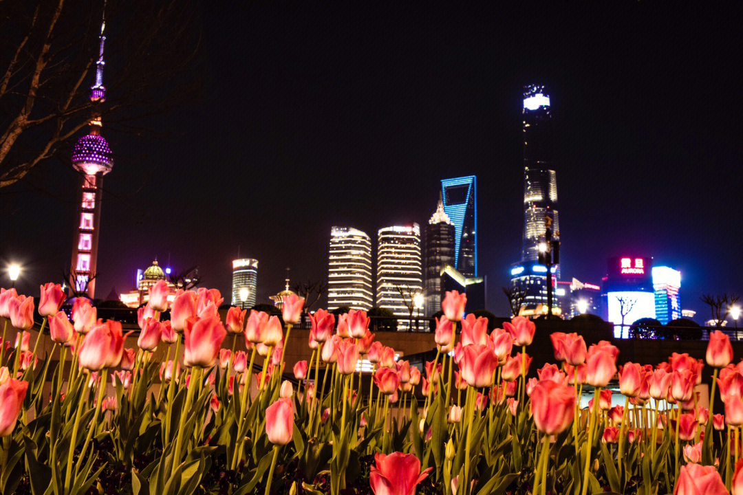 外滩夜景下的郁金香花