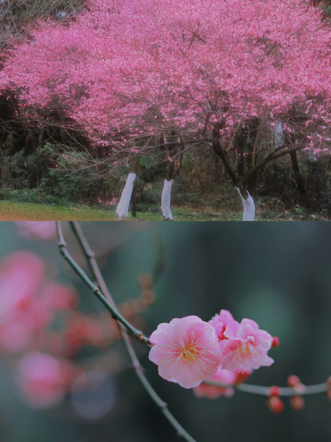 贵阳药用植物园梅花图片