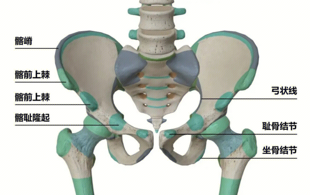 骨盆解剖图 侧面图图片