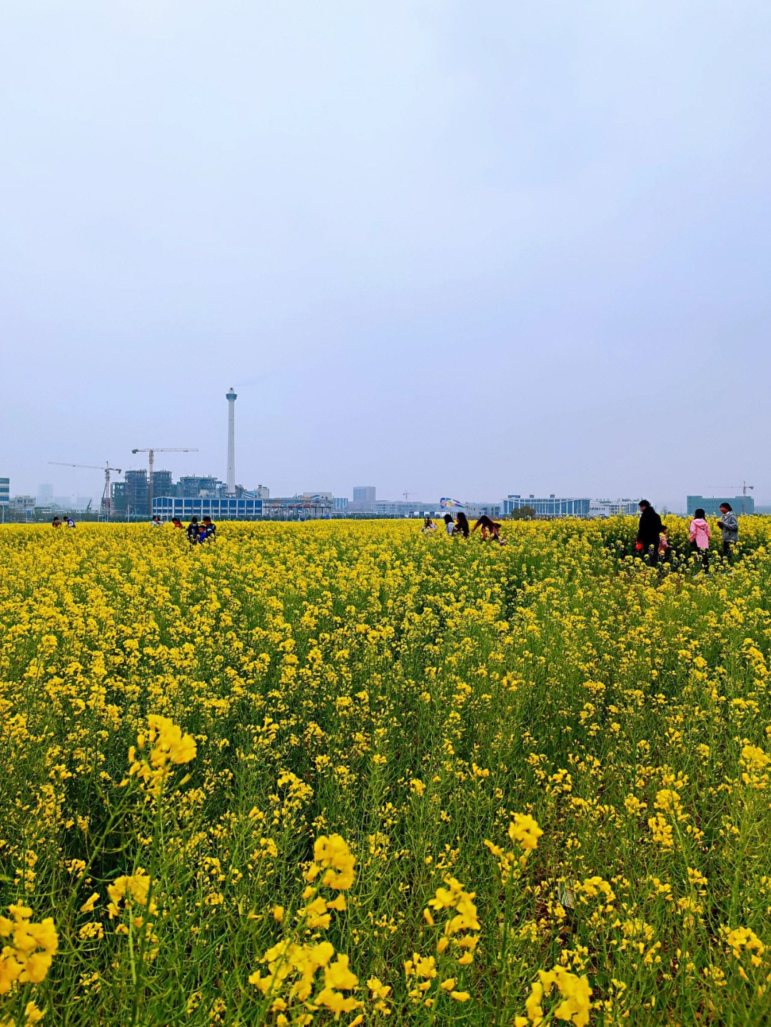 巴滨路油菜花具体位置图片