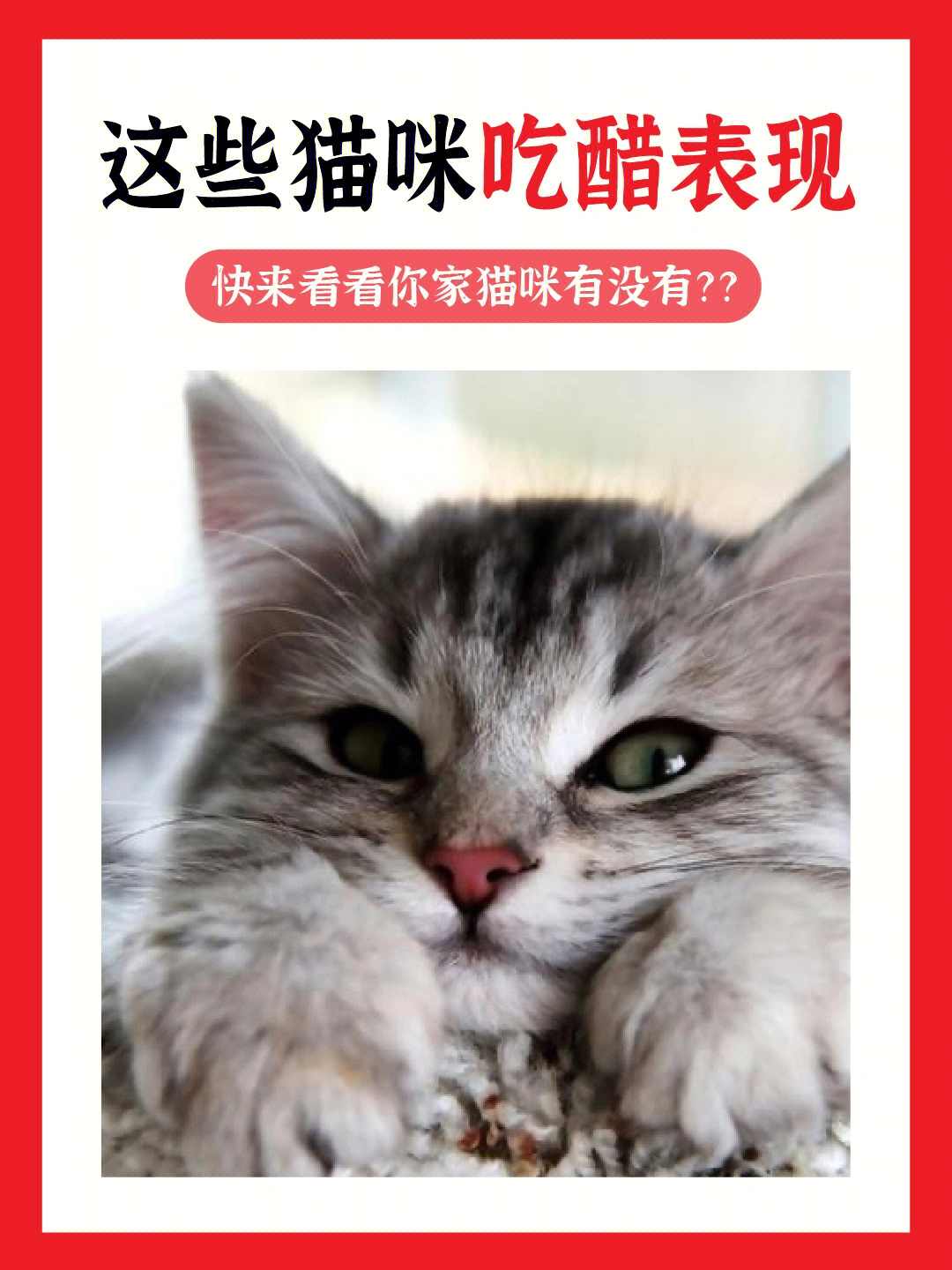 猫咪6大吃醋表现你知道几个