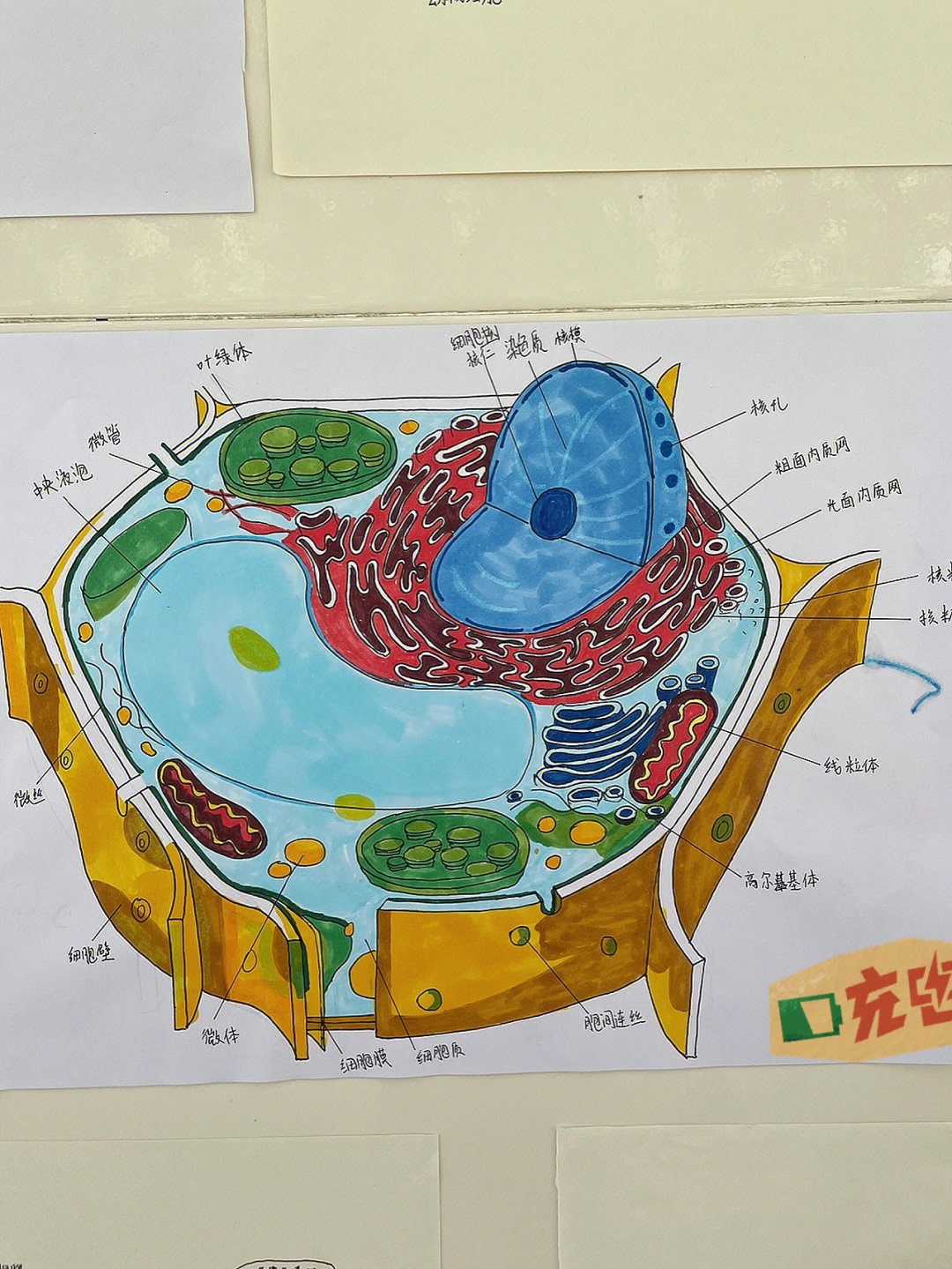 生物动物细胞手抄报图片