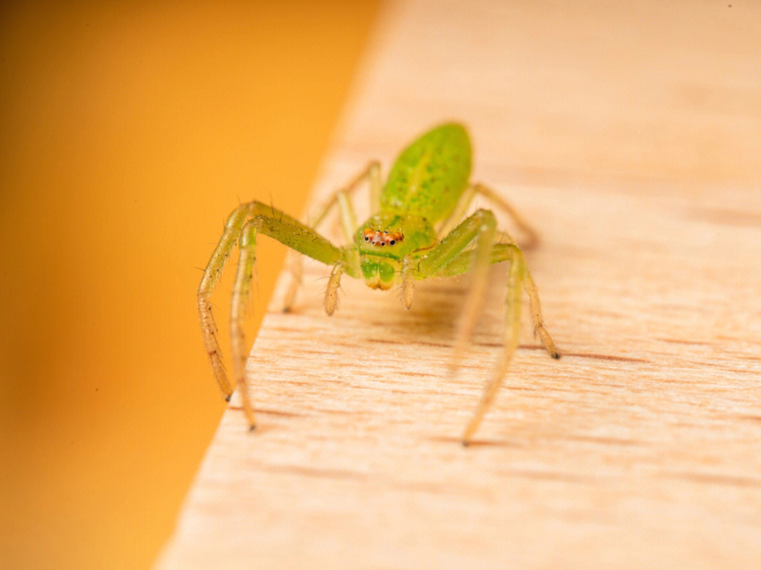 绿蟹蛛图片
