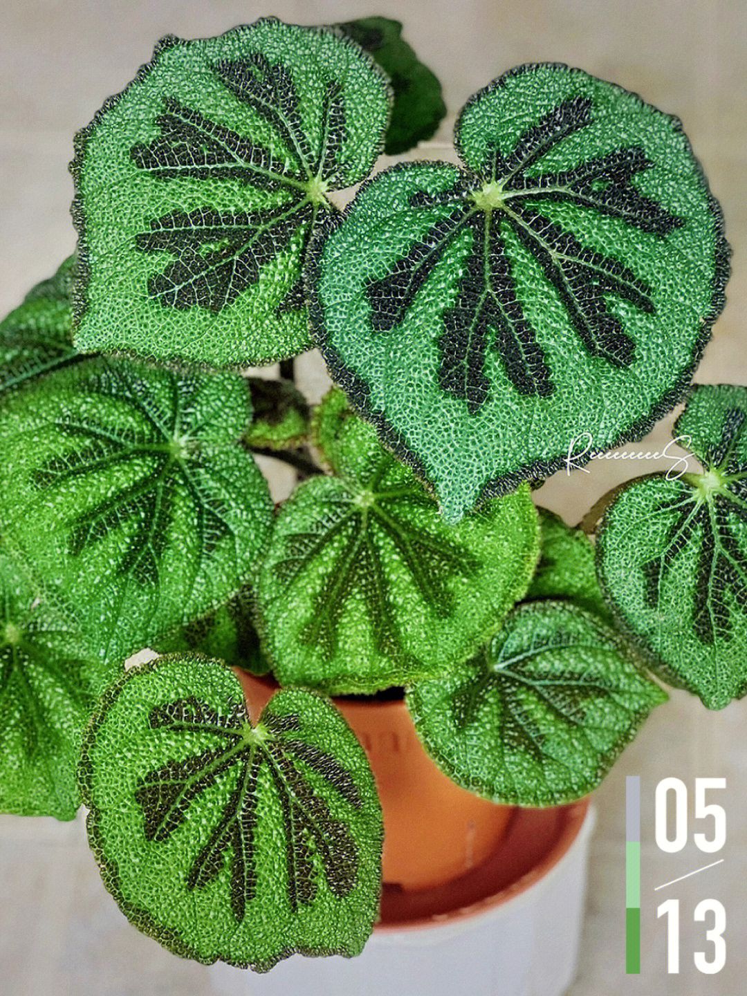 铁十字秋海棠ironcrossbegonia