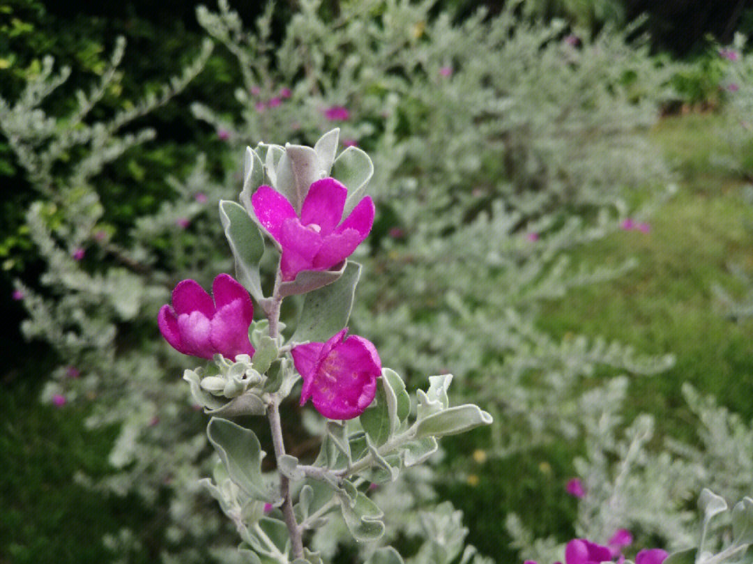 红花玉芙蓉球图片