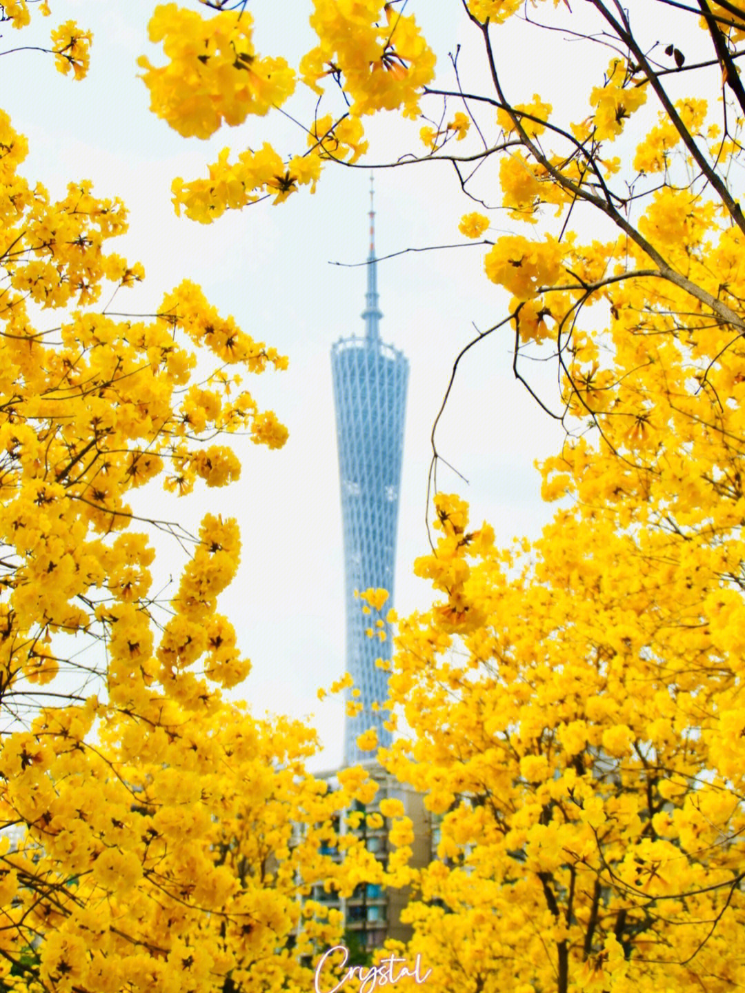 广州看黄花风铃图片