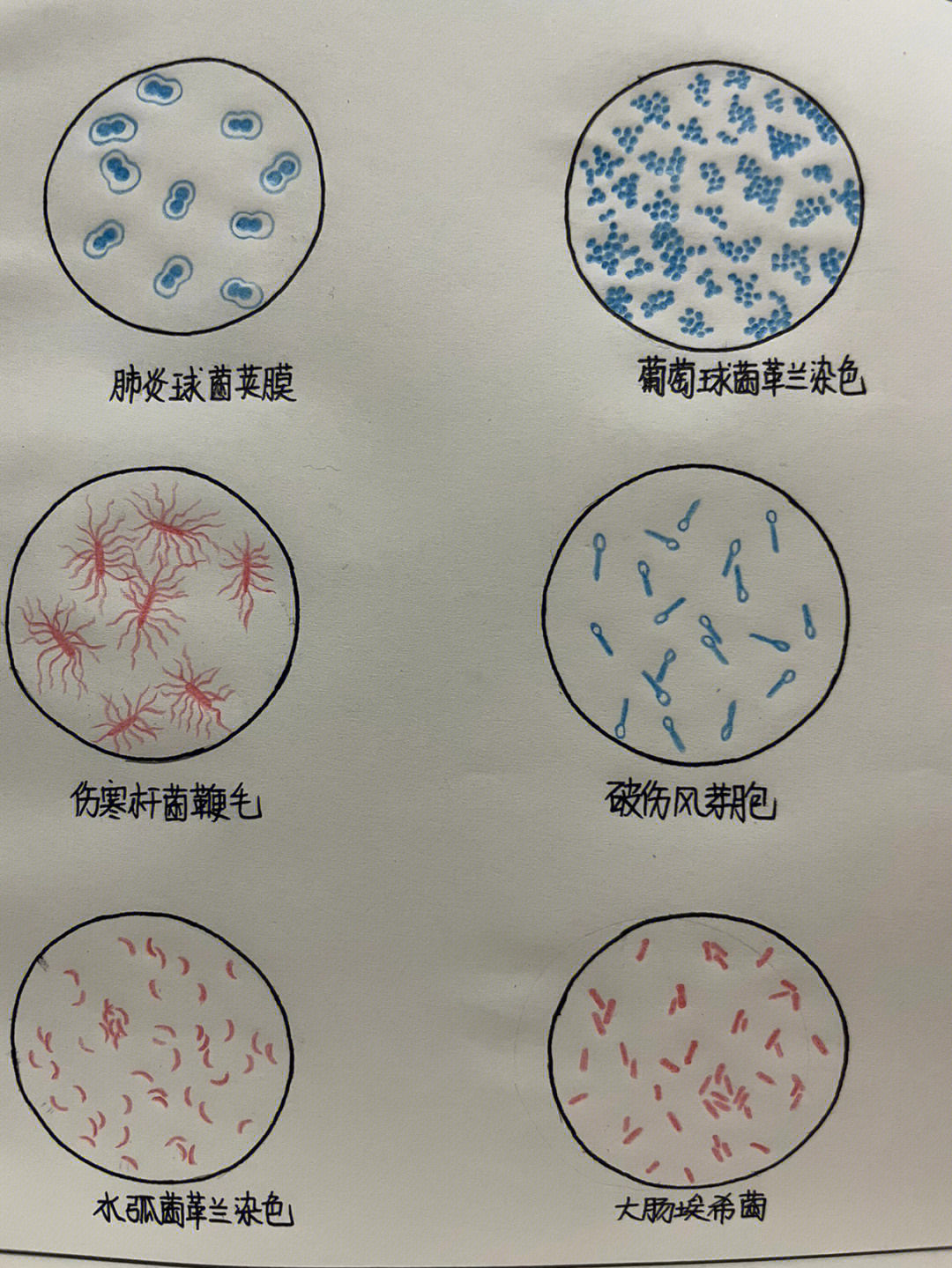 细菌革兰氏染色手绘图图片