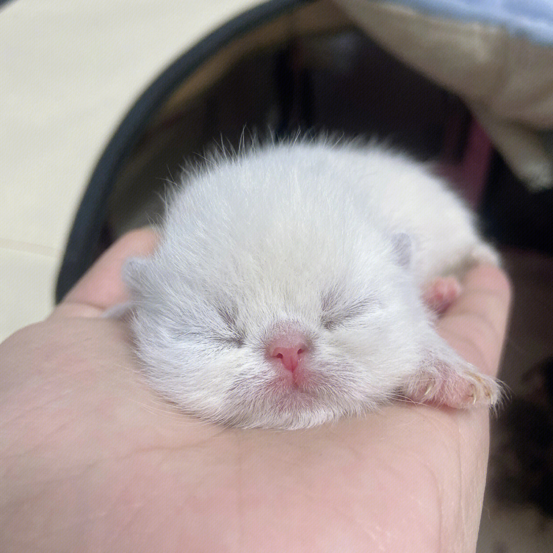 刚出生加菲猫幼崽图片图片