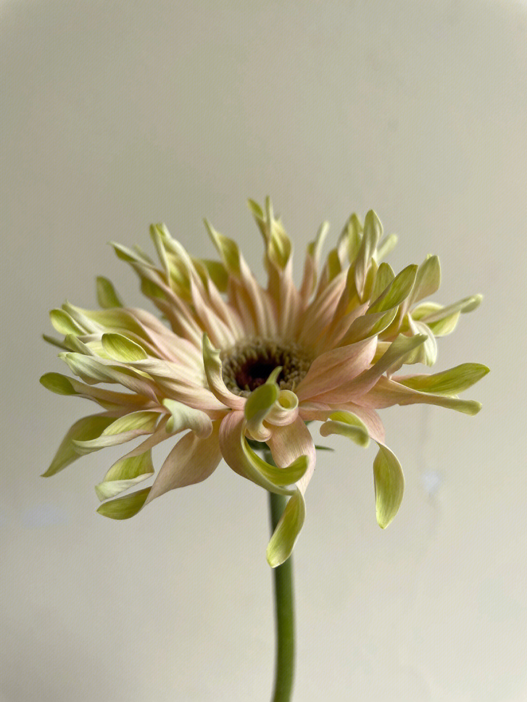 弗朗菊的花语图片