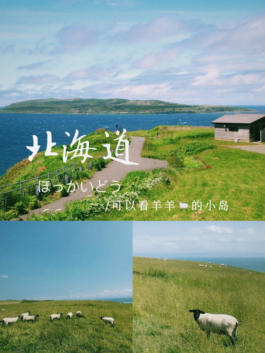 超小众可以看羊羊的小岛in北海道