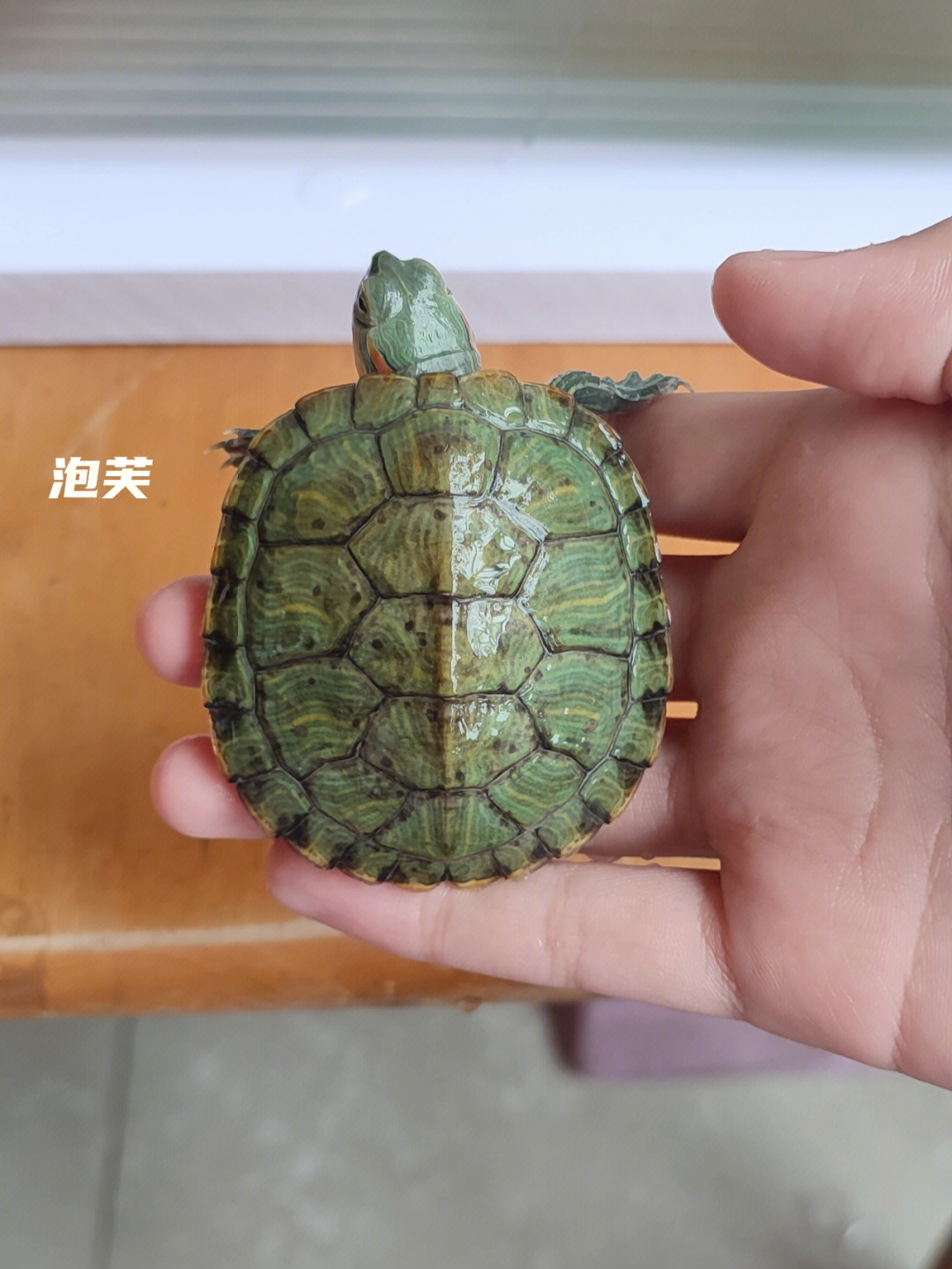 巴西龟能活多久寿命图片