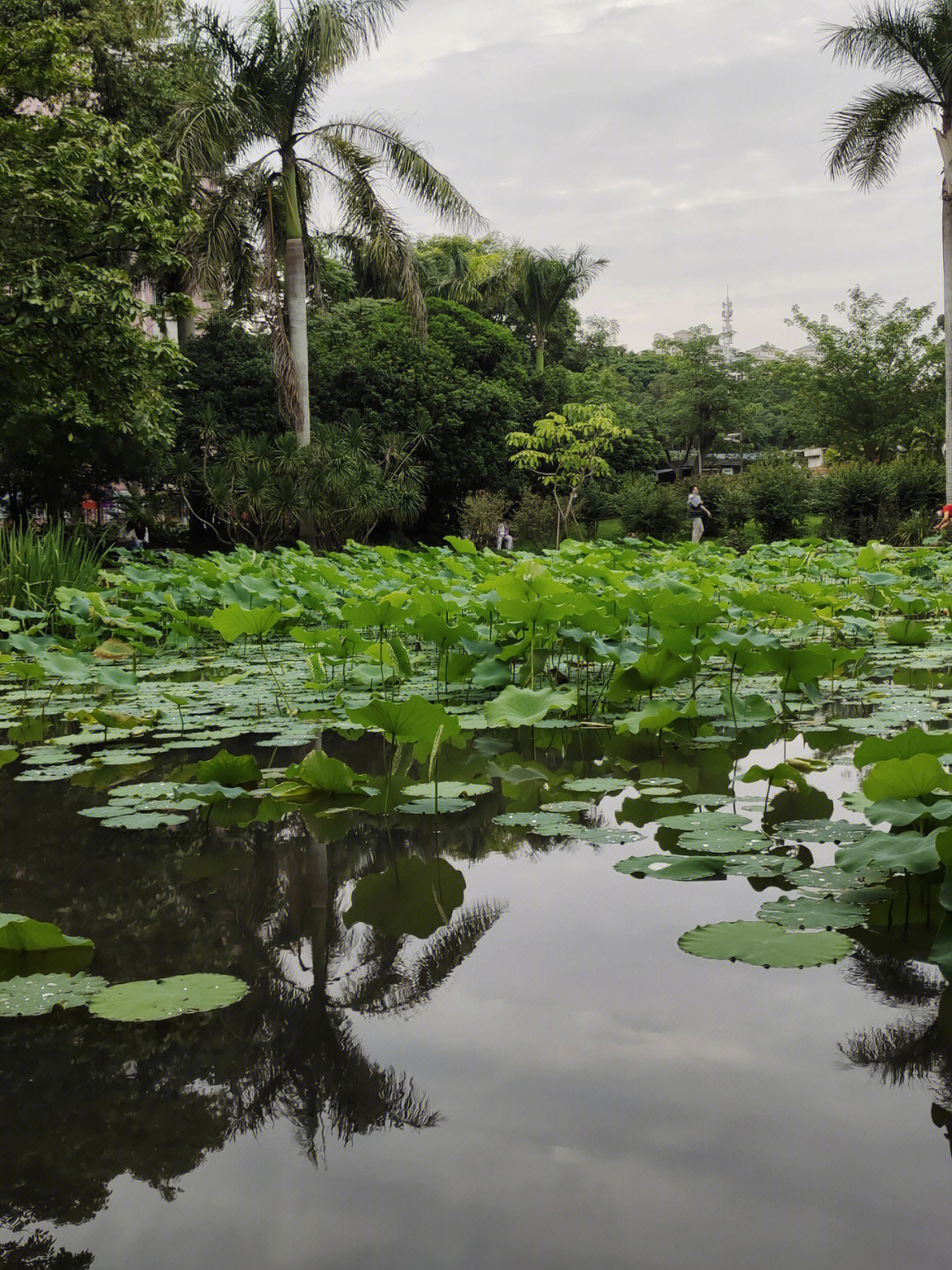 广州周末好去处#旅游#华南植物园#广州#广州景点#美景就在