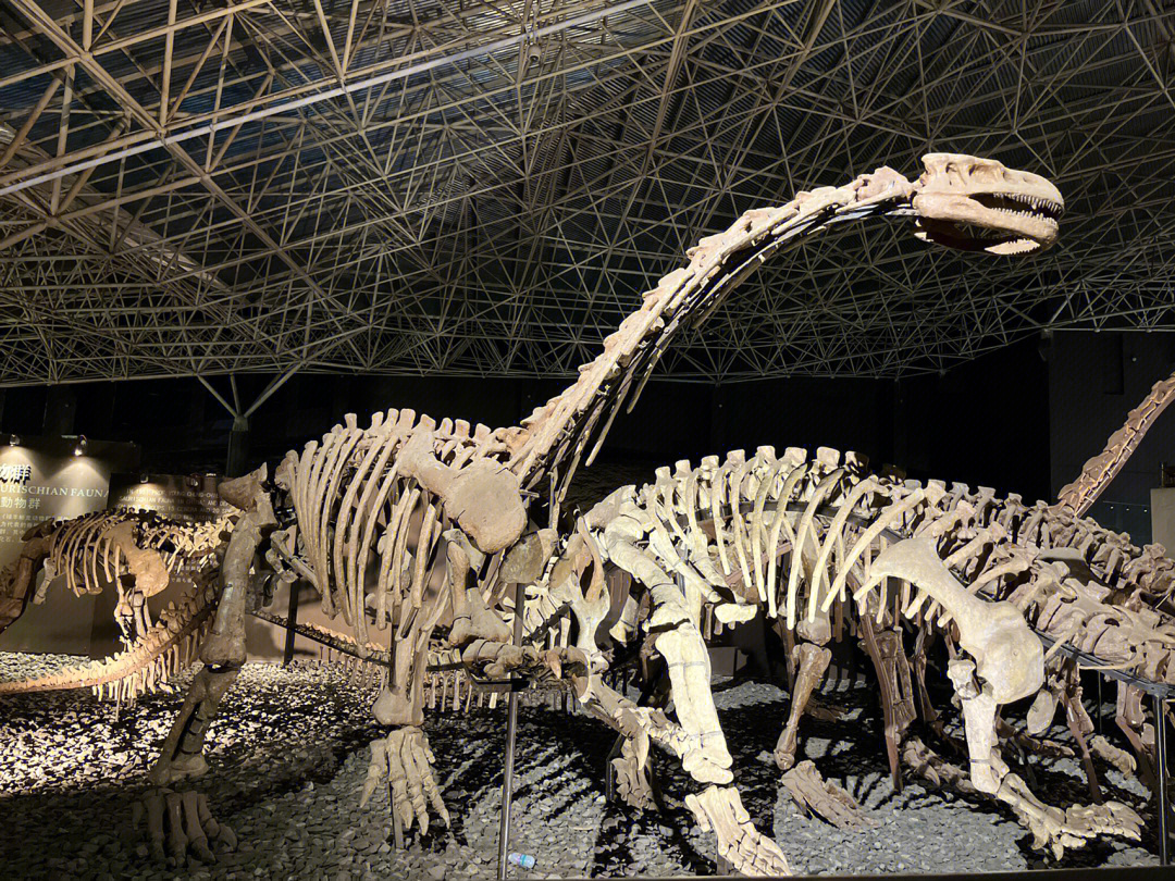 在恐龙化石挖掘原址扩建的博物馆,还配套有大型游乐场,馆内有付费讲解