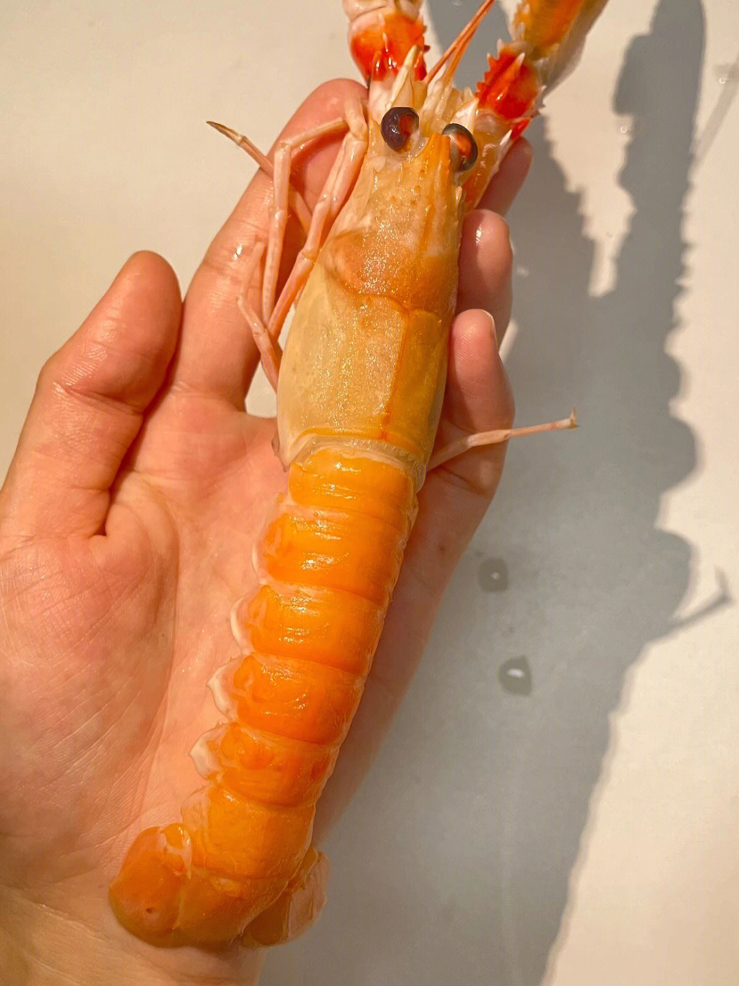 海鳌虾鳌虾生鲜空运到家