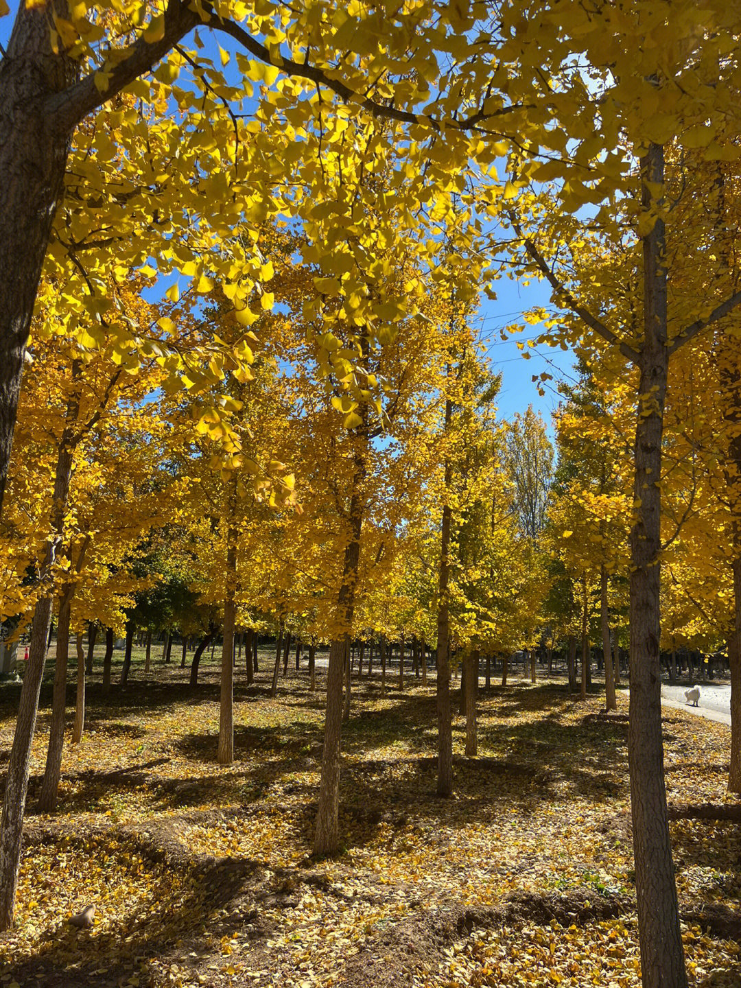 秋天的森林公园三年级图片