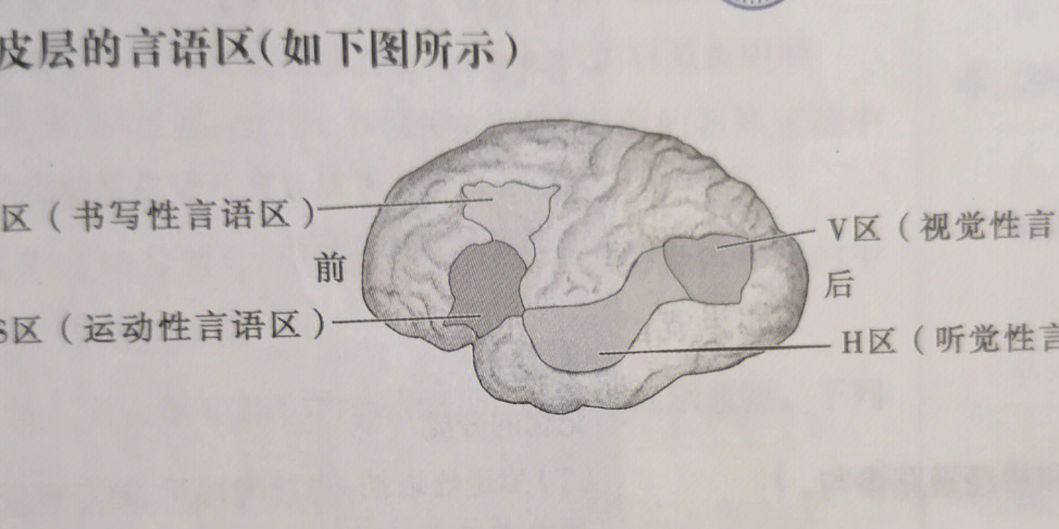 大脑皮层言语区巧记