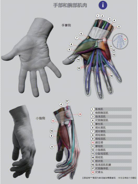 今天给大家带来的是手部和腕部的肌肉与骨骼我想这应该会对大家有所