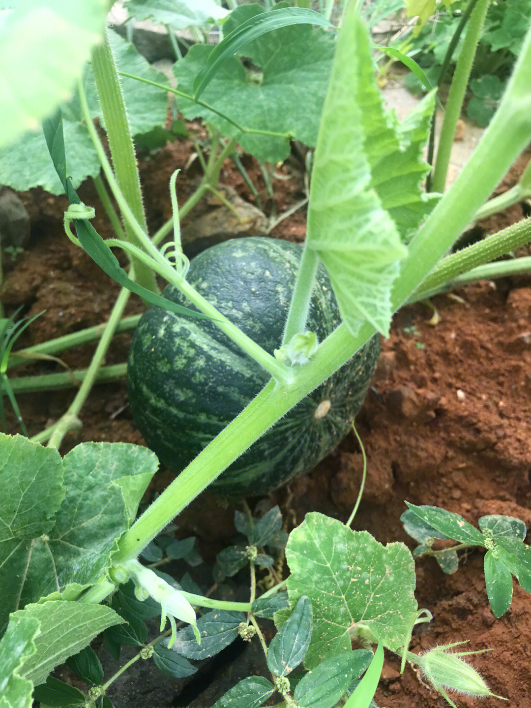 香芋南瓜简介图片