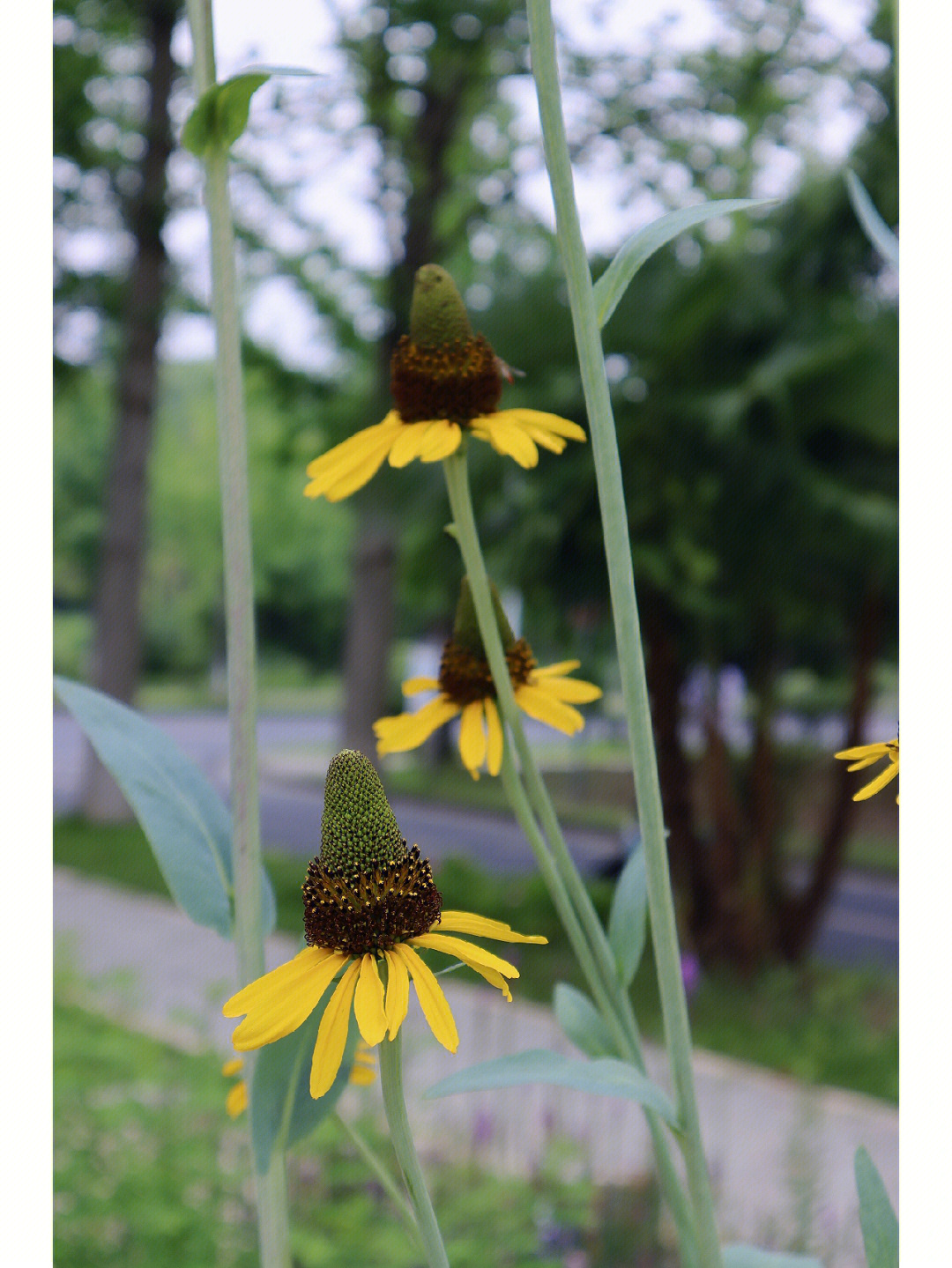 蒲棒花寓意图片