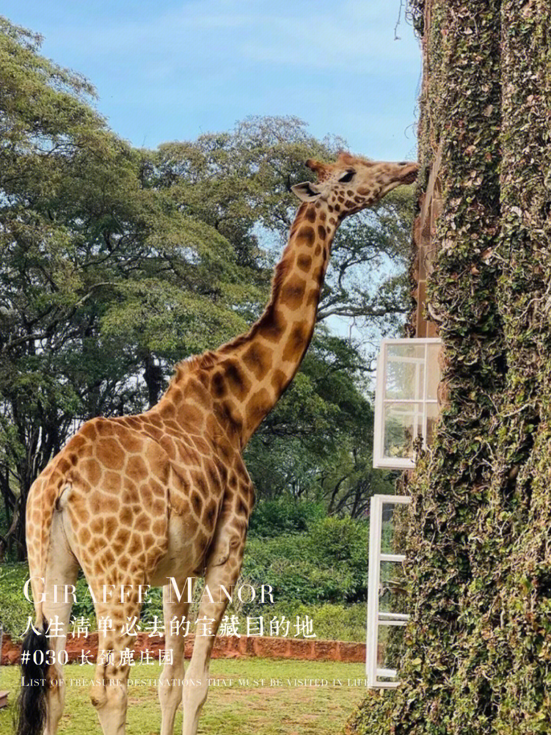 然而,giraffe manor 并不是想把这些长颈鹿变成客人的玩物,这里是