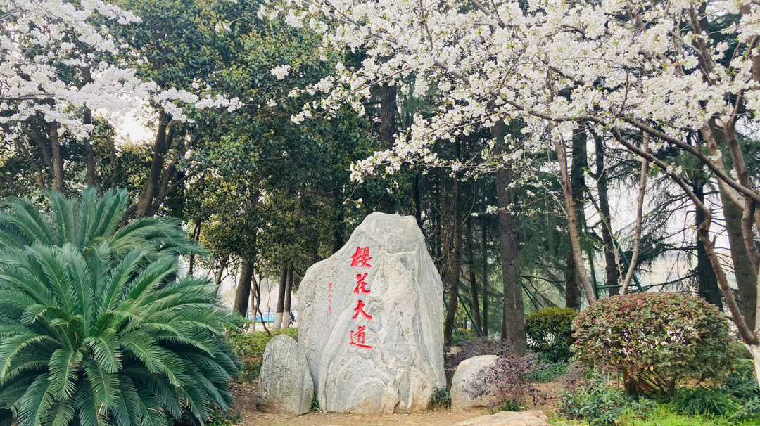 武大樱花开了一起去看看