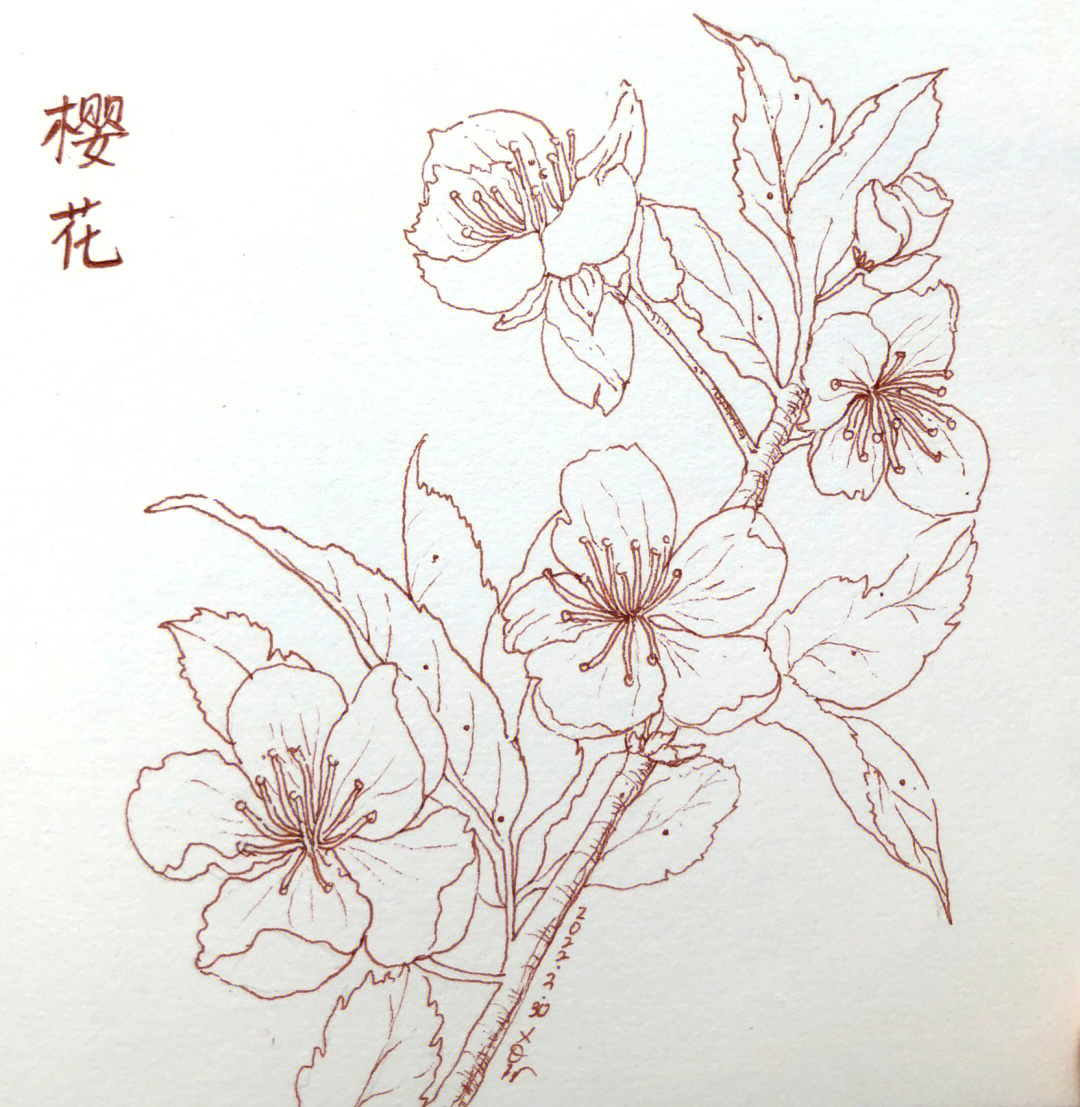 那些花儿初学者图片