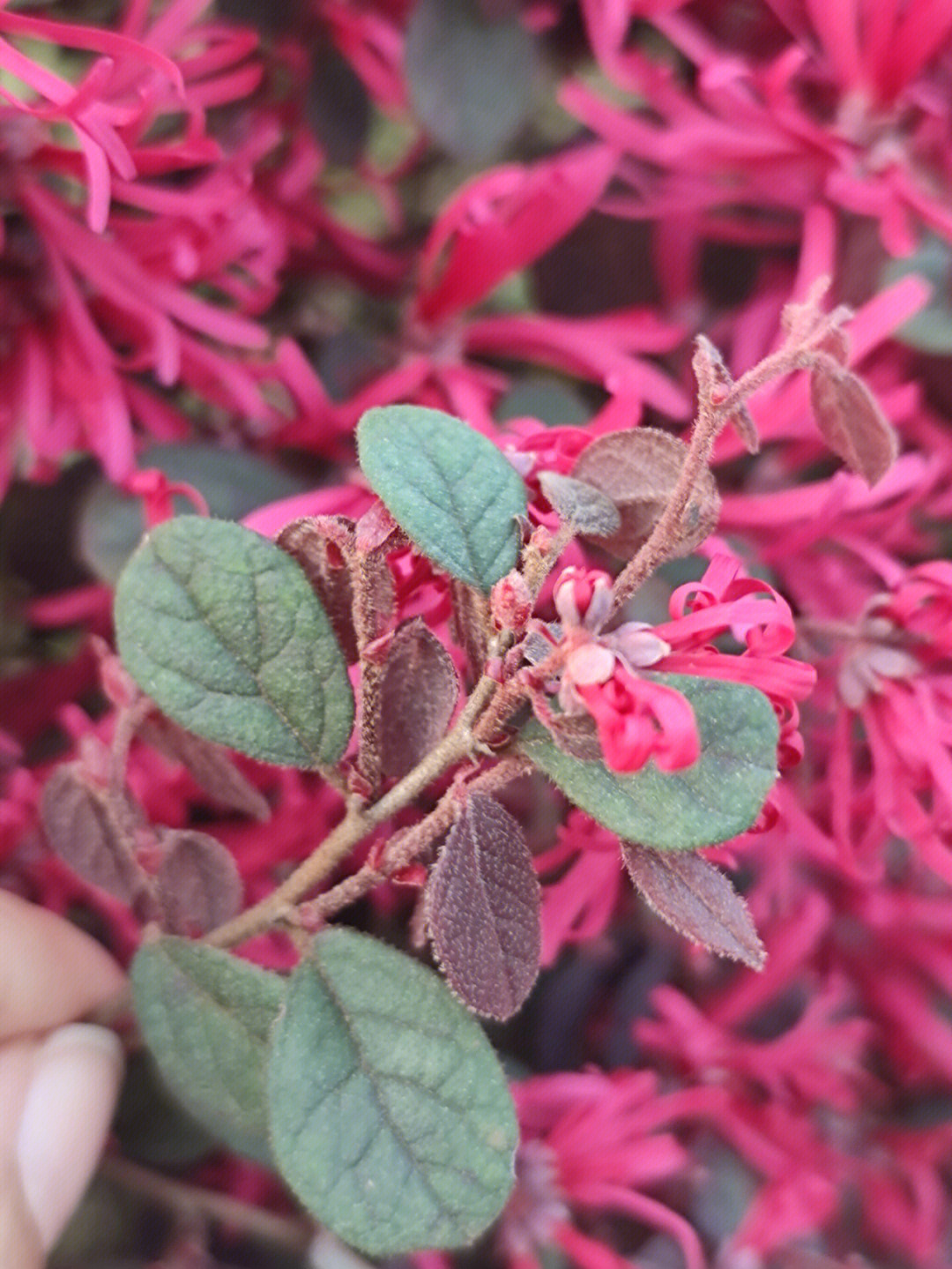 植物篇红花檵木