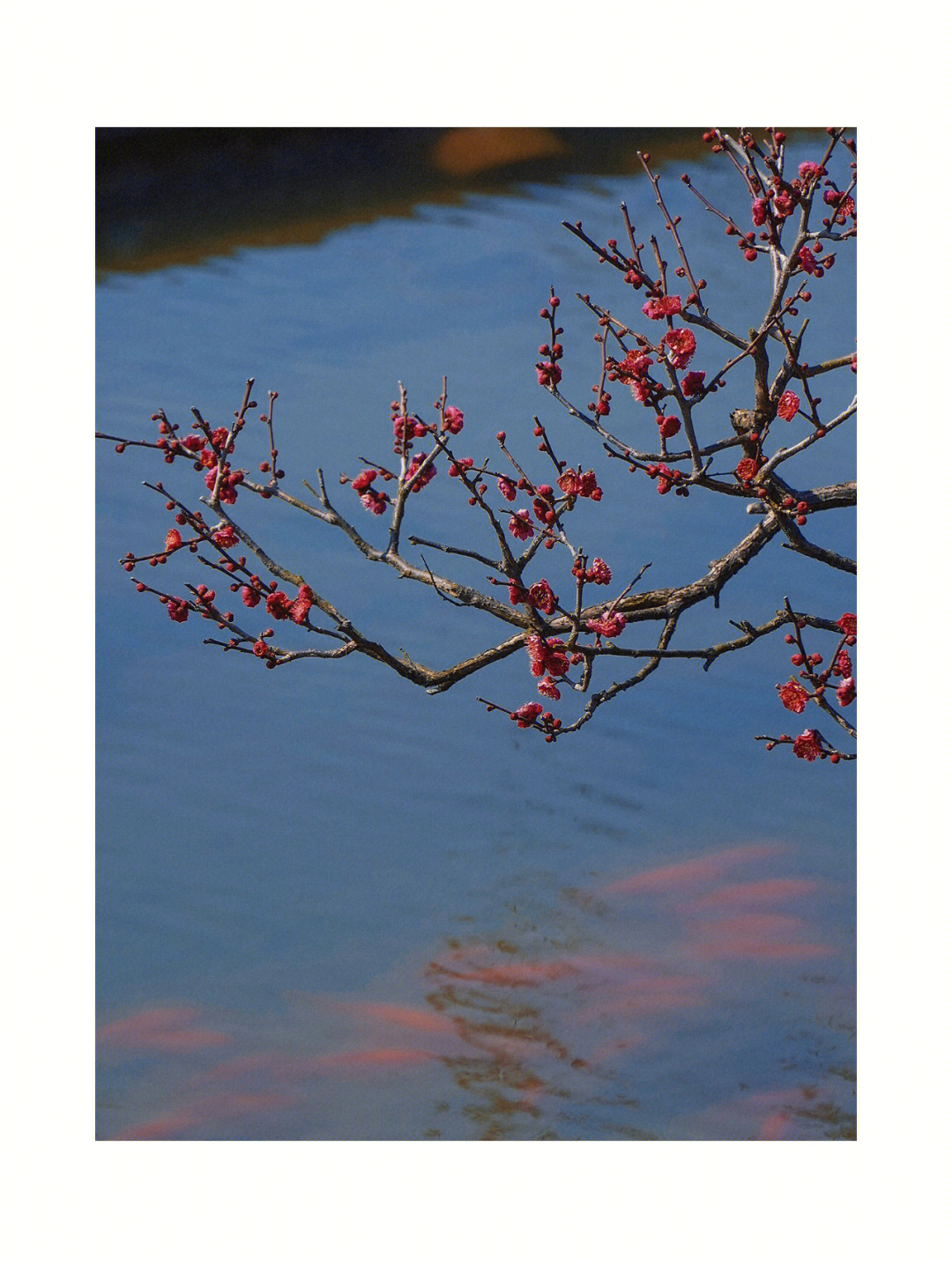 万安梅花湖水库简介图片