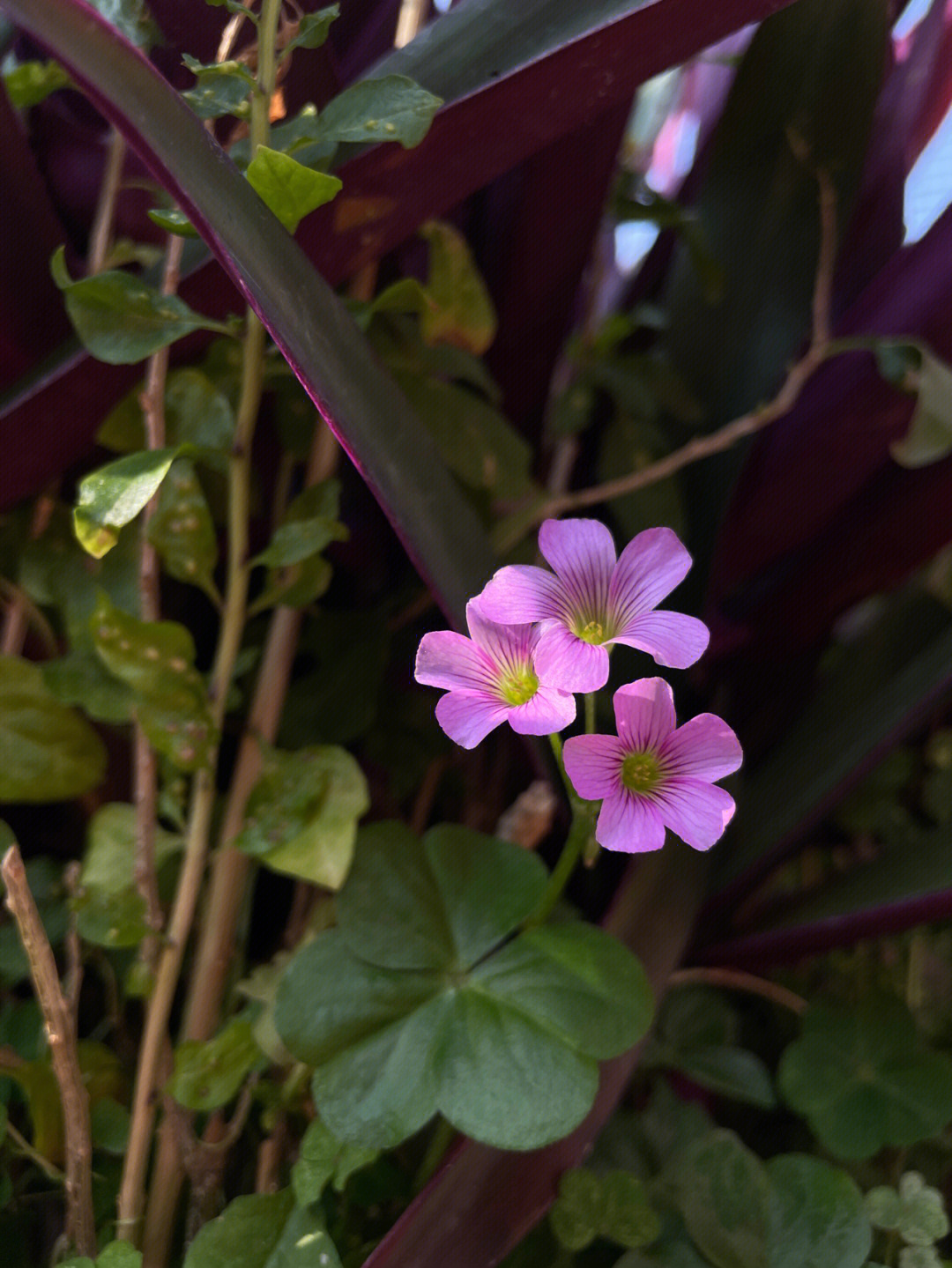 红花酢浆草