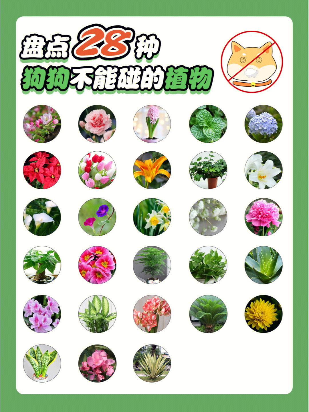 盘点28种对狗狗有害的植物你家有吗71